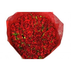 Red rose100 pc