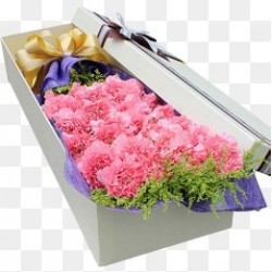 carnation pink  in box