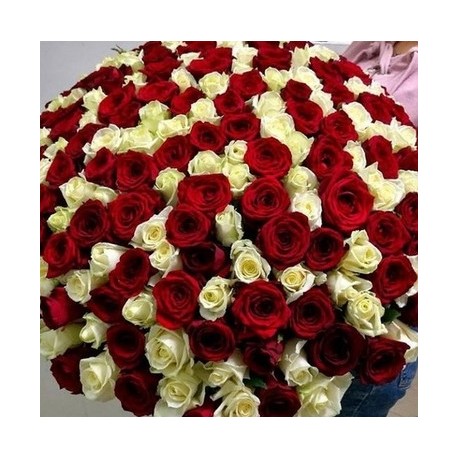 100 red and white roses